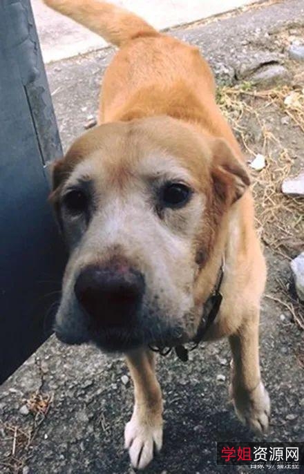 《义犬救主RescuedbyRuby：友谊与希望的力量》