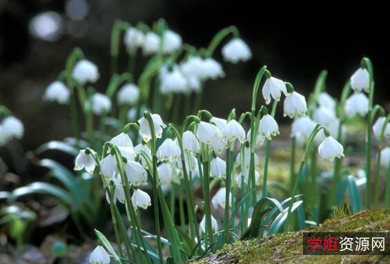 2021年雪滴花:新用户转存500G额外空间,极速在线查看和视频原画倍速播放,安全保护完善服务。