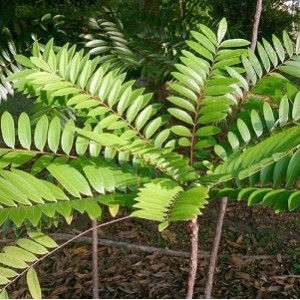 Hongkong经典电影合集：灯C和尚、蜜T成熟时等，多种下载方式，满足不同需求