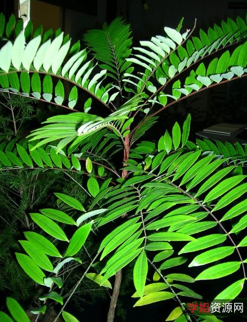 Hongkong经典电影合集:灯C和尚、蜜T成熟时等,多种下载方式,满足不同需求