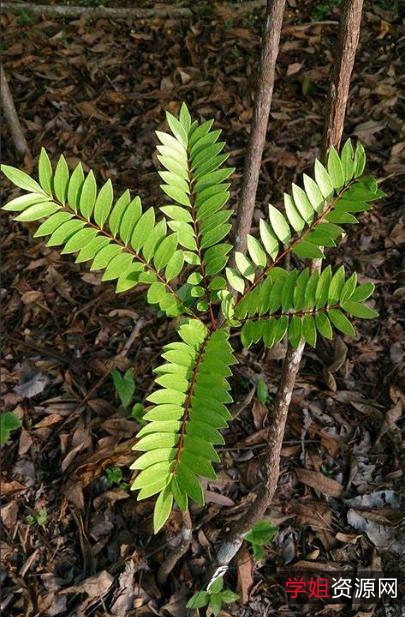 Hongkong经典电影合集:灯C和尚、蜜T成熟时等,多种下载方式,满足不同需求