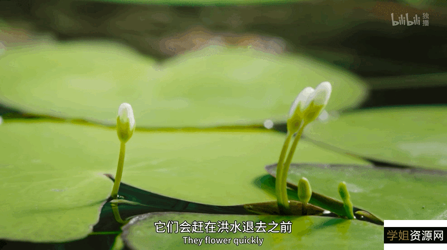 2022年BBC新作:《绿色星球》——植物版的地球脉动