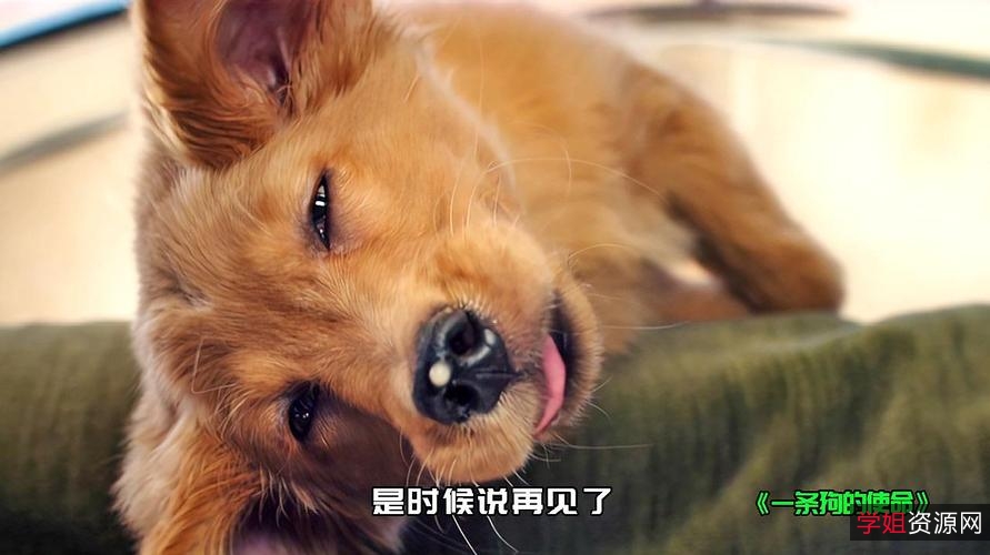 《极速在线查看狗狗电影，倍速播放，更好地了解狗狗世界》